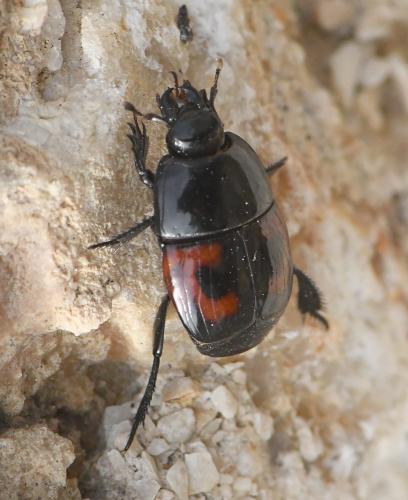 Hister quadrimaculatus